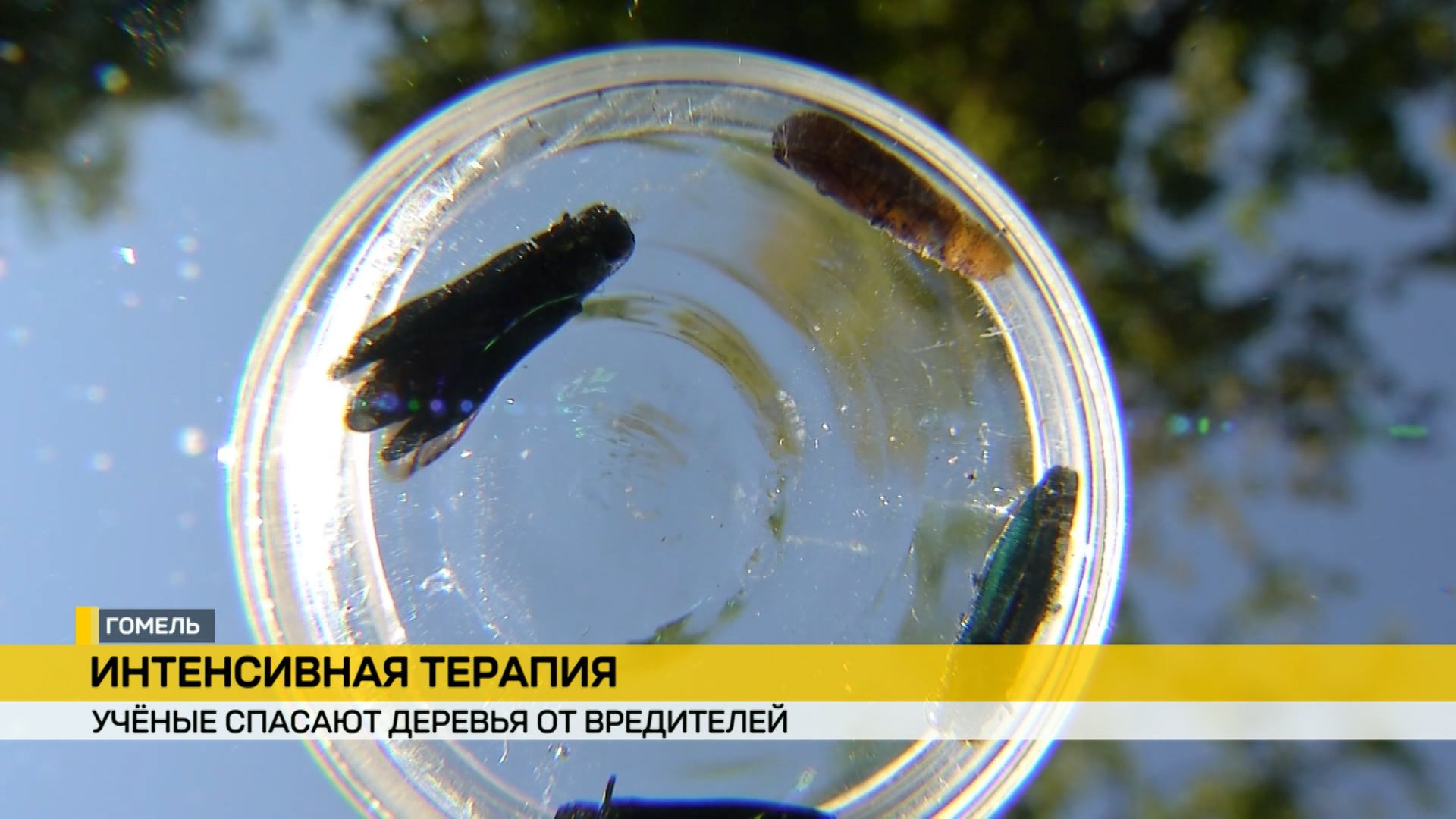 В Гомеле на могучих деревьях появились медицинские капельницы